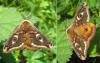 Saturnia pavonia